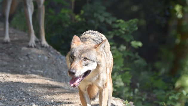(Symbolbild) In Kärnten wurde ein Wolf erlegt – in Osttirol ist ein weiterer auf der Abschussliste.  (Bild: Manuel Schwaiger)