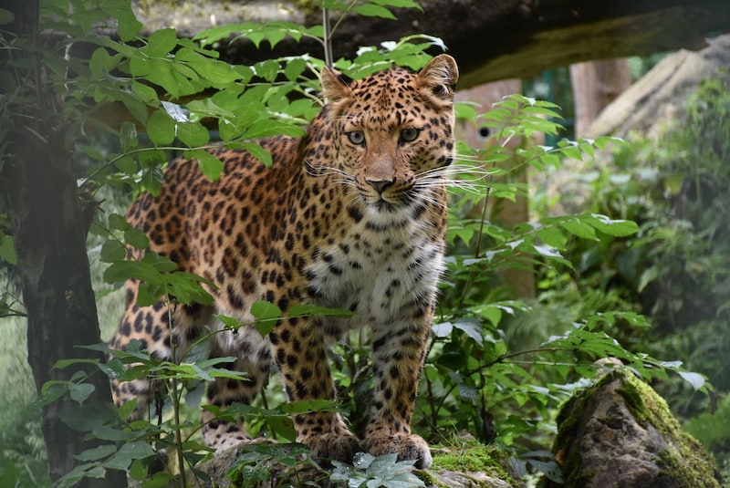 (Bild: © Tierpark Stadt Haag / Herbert Stoschek)