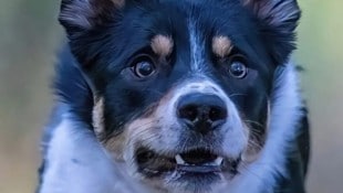 „Loki“ bellte los und weckte somit sein Herrchen. Der schlug den Einbrecher in die Flucht. 