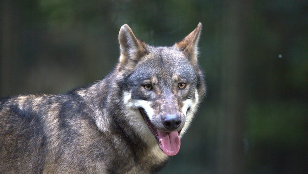 The male wolf shot in Mellental had killed several farm animals (symbolic image) (Bild: Scharinger Daniel)