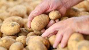 Erdäpfel sind gesünder als gedacht. Das ergab eine Studie aus Norwegen.