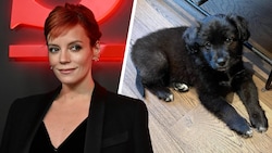 Lily Allen brachte Hündchen „Mary“ wieder zurück ins Tierheim, weil die Fellnase die Pässe ihrer Familie fraß. (Bild: Krone KREATIV, APA/AFP/JUSTIN TALLIS, instagram.com/its_marys_world)