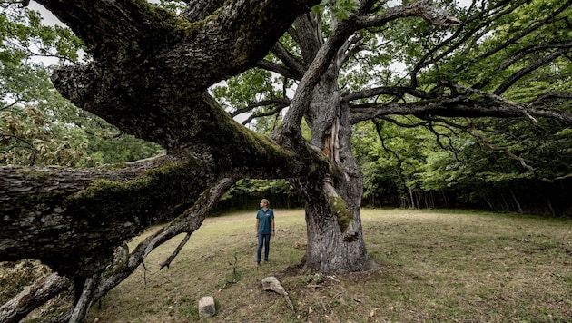 Sponsor Ramona Gockert with the 300-year-old "Mother of the Vienna Woods" near Klosterneuburg. (Bild: Imre Antal)