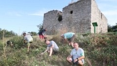 Mit Ast- und Gartenscheren gingen es die Männer an. (Bild: Judt Reinhard)