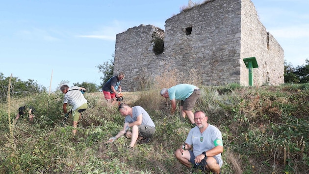 Mit Ast- und Gartenscheren gingen es die Männer an. (Bild: Judt Reinhard)