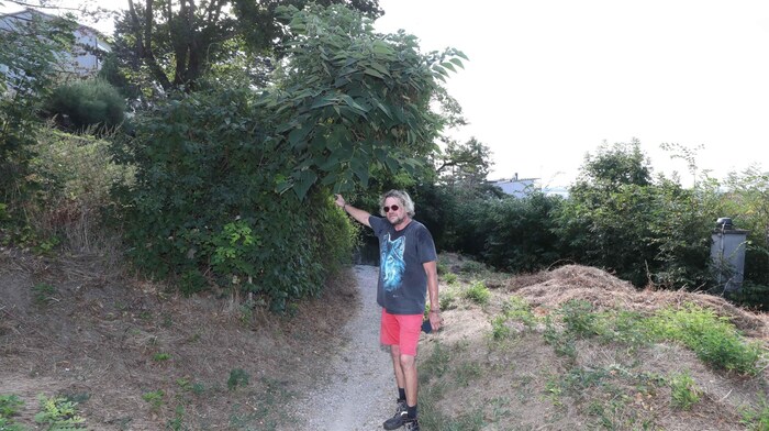 Magic gardener and conservationist wolf