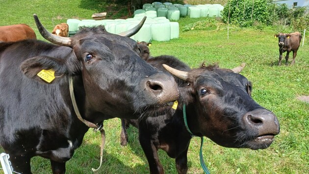 Zehn Wagyu-Rinder leben aktuell am Hof der Hausbergers in Kainach. (Bild: Philipp Braunegger)