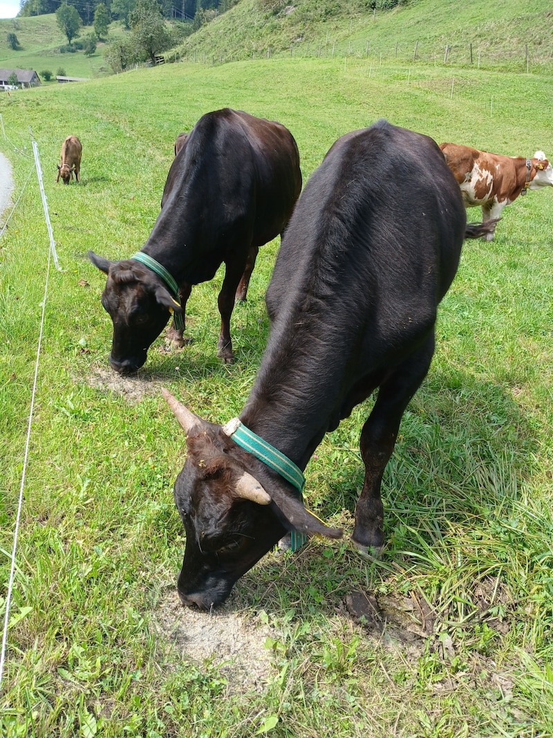 The cattle want for nothing on the pastures in western Styria. (Bild: Philipp Braunegger)