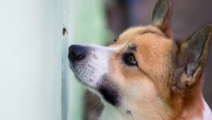 Fliegende Insekten machen natürlich neugierig. Ein Stich ist in der Regel harmlos, kann aber genau wie beim Menschen zu allergischen Reaktionen führen.  (Bild: stock.adobe.com/nataba - stock.adobe.com)