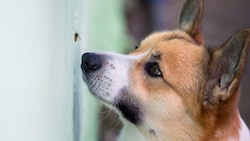 Fliegende Insekten machen natürlich neugierig. Ein Stich ist in der Regel harmlos, kann aber genau wie beim Menschen zu allergischen Reaktionen führen.  (Bild: stock.adobe.com/nataba - stock.adobe.com)