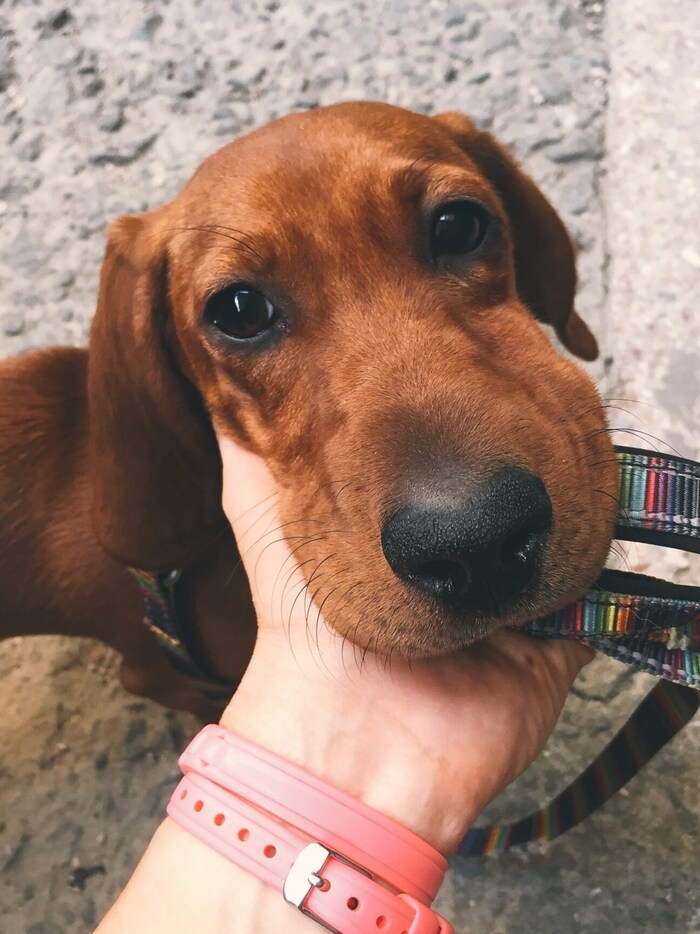 Swelling of the muzzle should always be treated!