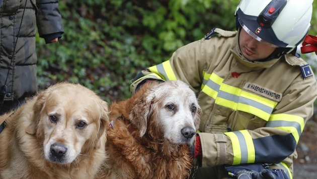 After traffic accidents or internal emergencies, emergency services look for a place for dogs that are left behind. (Bild: Tschepp Markus)