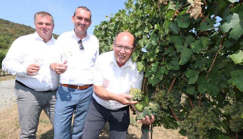 Laut der Wein-Koryphäen Andreas Liegenfeld, Herbert Oschep und Michael Allacher sind heuer edle Tropfen zu erwarten. (Bild: Judt Reinhard)