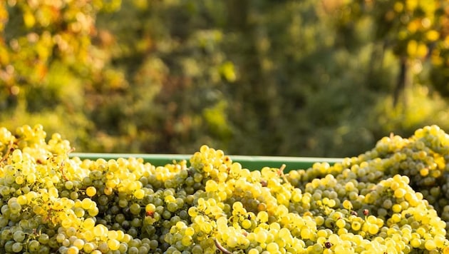 The grapes will be harvested and processed into top-quality products. (Bild: Birgit Machtinger)