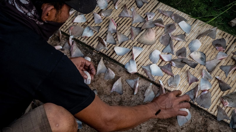 Haien werden ihre Flossen abgetrennt, danach werden sie oftmals ins Meer zurückgeworfen.  (Bild: Resha Juhari / We Animals Media)