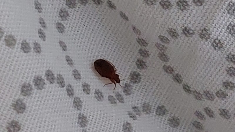 Bedbugs of all sizes were crawling through the apartment. (Bild: zVg)