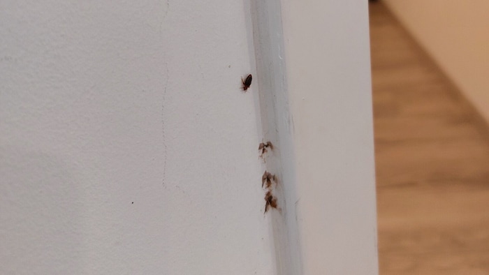 Bettwanzen in allen Größen krabbelten durch das Apartment.