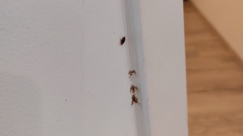 Bedbugs of all sizes crawled through the apartment. (Bild: zVg)