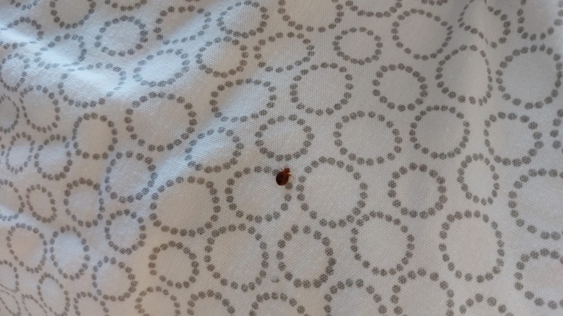 Bedbugs of all sizes crawled through the apartment. (Bild: zVg)