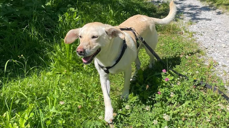 Loves life. (Bild: Tierschutzverein Hunde in Not Tirol)