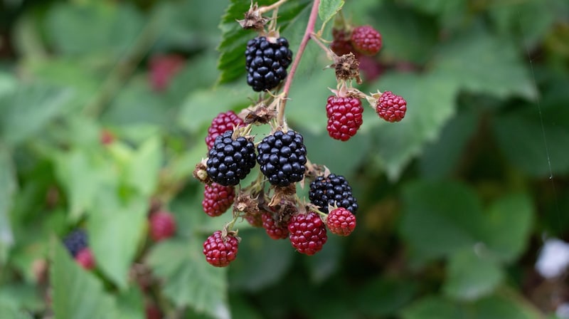 The bug does not disdain blackberry leaves either. (Bild: Veronika Brudl)