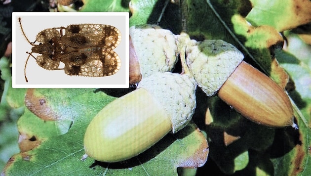 Sap-sucking bugs prey on the greenery of oak trees in native forests. (Bild: Krone KREATIV/Gernot Hoch Rubina Bergauer)