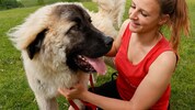 Gerettet statt abgenommen: Einer der ersten Hunde, der auf Gut Aiderbichl aufgenommen wurde.