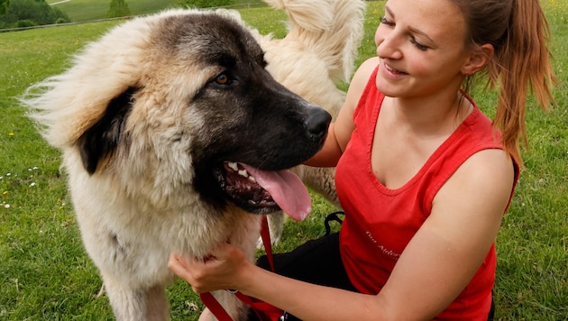 Rescued instead of taken away: One of the first dogs to be taken in at Gut Aiderbichl. (Bild: Tschepp Markus)