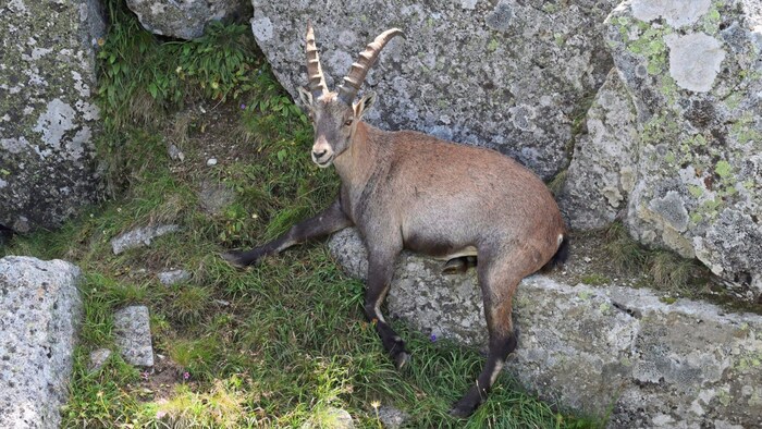 Sogar eine Begegnung mit „dem König der Berge“ ist bei dieser Tour nicht ausgeschlossen