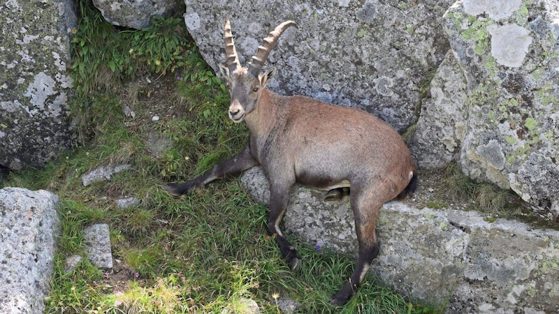 Even an encounter with "the king of the mountains" is not out of the question on this tour (Bild: Weges)