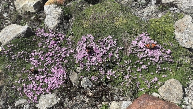 The stemless cinquefoil - a real attraction for butterflies. (Bild: Josef Essl)