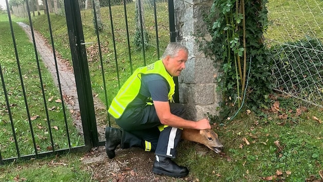 Commander Josef Amtmann and his team freed the animal. (Bild: FF Ottensheim)