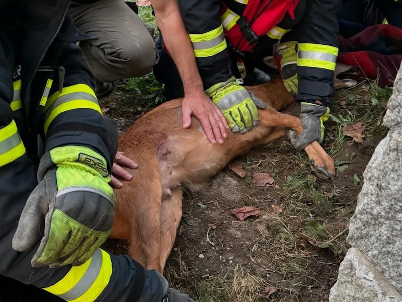 Das Tier wurde untersucht. (Bild: FF Ottensheim)