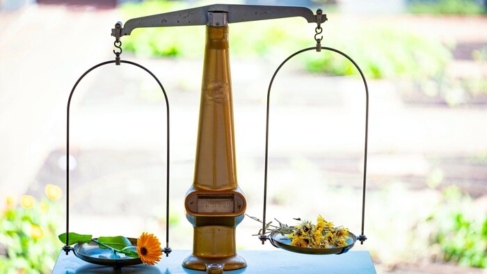 Herbs on the pharmacist's scales.
