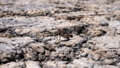 Eine Heuschrecke im fast ausgetrockneten Salzsee Pikrolimni (Bild: APA/ Associated Press)