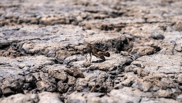 A grasshopper in the almost dry salt lake Pikrolimni (Bild: APA/ Associated Press)