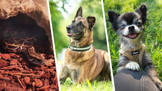 Some of the homeless creatures hoping to be adopted. (Bild: Krone KREATIV/Laura Berndl, Tierheim Linz, Pfotenhilfe Lochen)