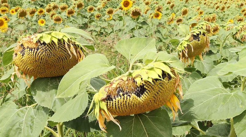 At the beginning of August, the sunflower world was still - halfway - in order. (Bild: Judt Reinhard)