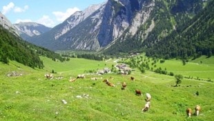 Mehr als 200 Kühe weiden jeden Sommer im Gebiet der Eng Alm. (Bild: zVg)