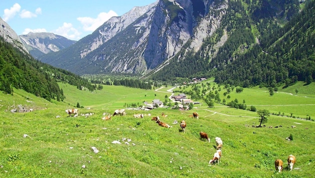 More than 200 cows graze in the Eng Alm area every summer. (Bild: zVg)