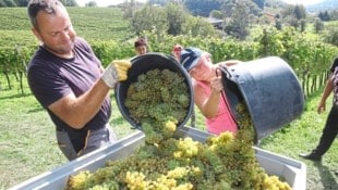 An diesem Wochenende starten viele steirische Weinbauern bereits mit der Hauptlese. (Bild: Pail Sepp)