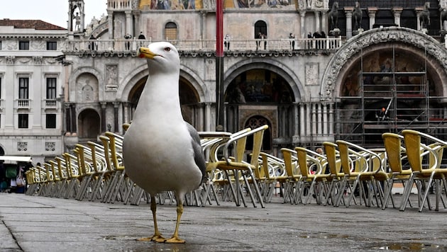 Aggressive gulls have become a problem, attacking guests dining on hotel terraces. (Bild: AFP)