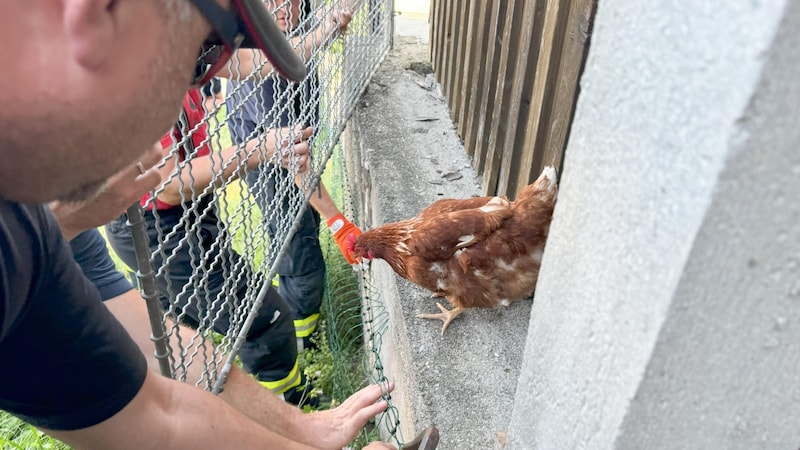 The firefighters rescued the small animal (Bild: FF Ohlsdorf)