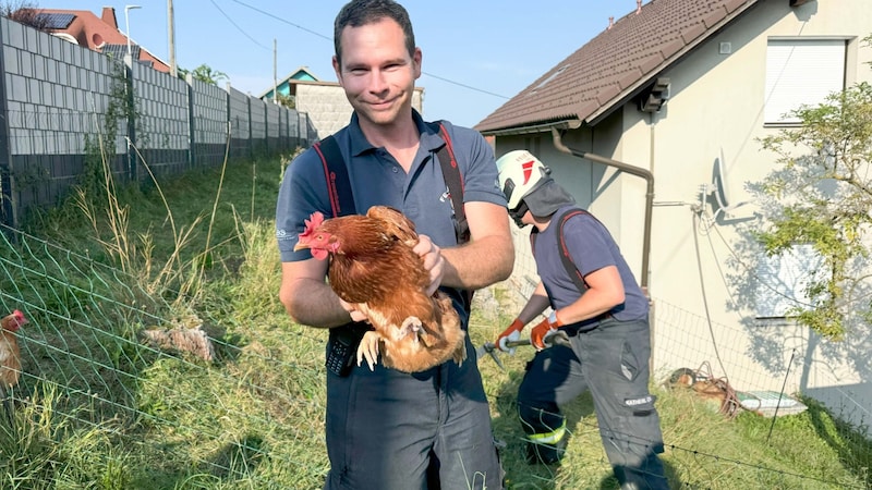 Nach dem Einsatz faden die Retter sogar noch ein Ei (Bild: FF Ohlsdorf)