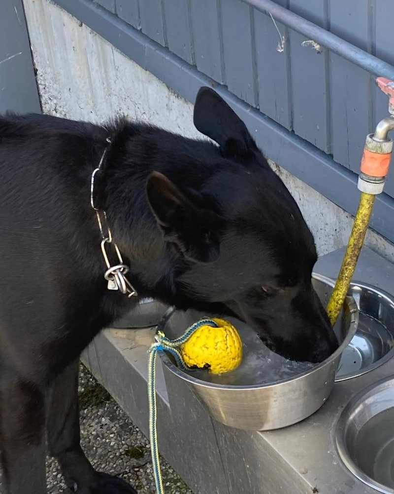 Lovie" came to the Freistadt animal shelter as a conspicuous problem dog. (Bild: Tierheim/Tierschutzstelle Freistadt – Tierrettung)