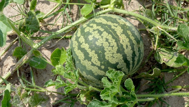 An Italian pizza chef causes a stir with his new creation (watermelon) (symbolic image). (Bild: stock.adobe.com/Jogerken)