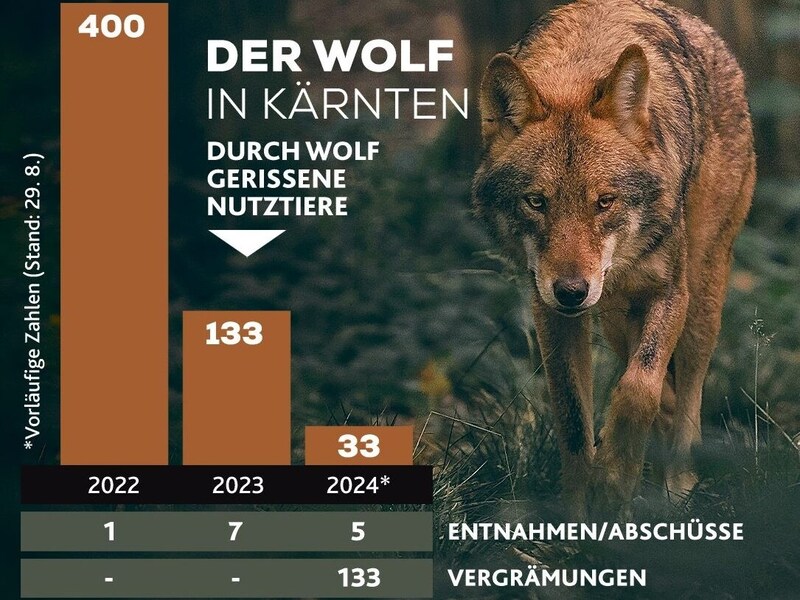 Hunderte Tiere wurden von Wölfen bereits gerissen. (Bild: Krone KREATIV I Quelle: Büro Martin Gruber I Foto: stock.adobe.com)