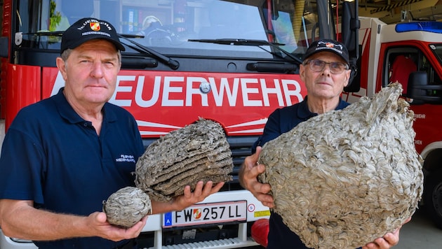 osef Mayr (li.) und Johann Klausberger von der FF Niederneukirchen entfernen teils riesige Wespennester (Bild: TEAM FOTOKERSCHI / KERSCHBAUMMAYR)