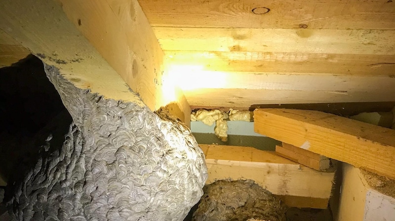 Wasp nests are often in the roof truss (Bild: © TEAM FOTOKERSCHI.AT / Feuerwehr Niederneukirchen)