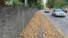 Der Frühverkehr wurde durch die Kartoffeln ausgebremst. (Bild: Kapo Schaffhausen)